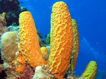 Yellow Tube Sponge - Aplysina fistularis - Cozumel, Mexico