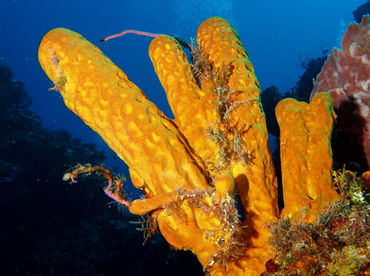 Yellow Tube Sponge - Aplysina fistularis - Cozumel, Mexico