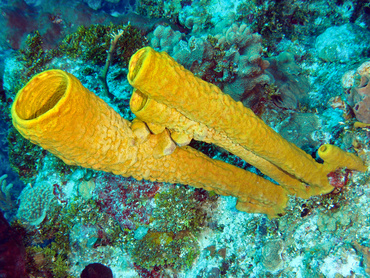 Yellow Tube Sponge - Aplysina fistularis - Cozumel, Mexico