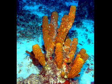 Yellow Tube Sponge - Aplysina fistularis - Cozumel, Mexico