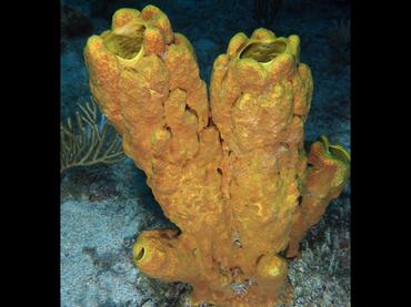 Yellow Tube Sponge - Aplysina fistularis - British Virgin Islands