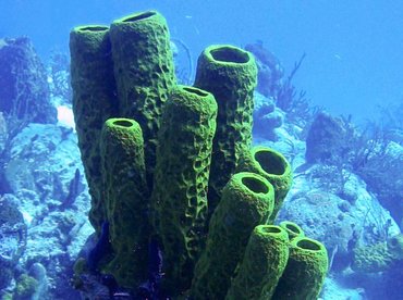 Yellow Tube Sponge - Aplysina fistularis - Turks and Caicos