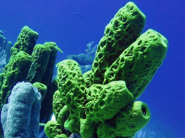 Yellow Tube Sponge - Aplysina fistularis - Turks and Caicos