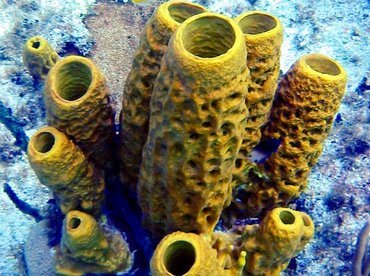 Yellow Tube Sponge - Aplysina fistularis - Little Cayman