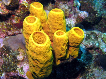 Yellow Tube Sponge - Aplysina fistularis - Grand Cayman
