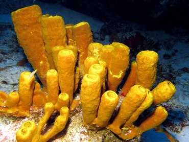 Yellow Tube Sponge - Aplysina fistularis - Cozumel, Mexico