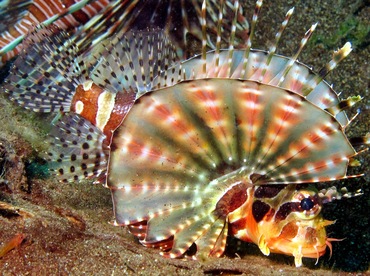 Zebra Lionfish - Dendrochirus zebra - Dumaguete, Philippines