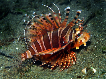 Zebra Lionfish - Dendrochirus zebra - Anilao, Philippines