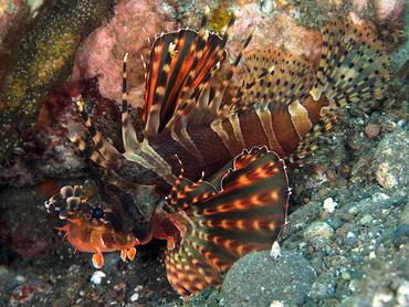 Zebra Lionfish - Dendrochirus zebra - Bali, Indonesia