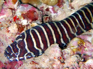 Zebra Moray Eel - Gymnomuraena zebra - Maui, Hawaii