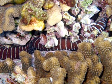 Zebra Moray Eel - Gymnomuraena zebra - Maui, Hawaii