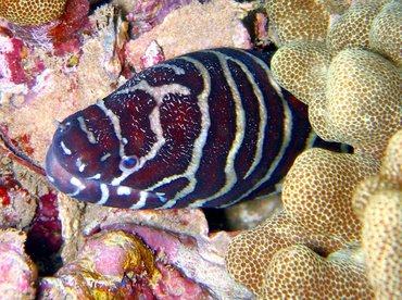 Zebra Moray Eel - Gymnomuraena zebra - Maui, Hawaii