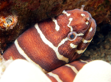 Zebra Moray Eel - Gymnomuraena zebra - Big Island, Hawaii