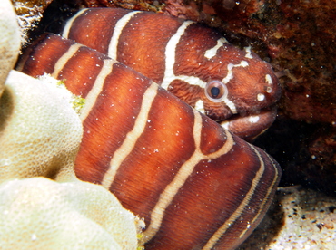 Zebra Moray Eel - Gymnomuraena zebra - Big Island, Hawaii