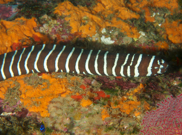 Zebra Moray Eel - Gymnomuraena zebra - Cabo San Lucas, Mexico