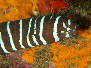 Zebra Moray Eel - Gymnomuraena zebra - Cabo San Lucas, Mexico