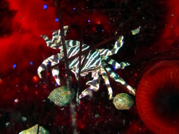 Zebra Urchin Crab - Zebrida adamsii - Lembeh Strait, Indonesia