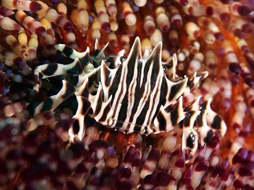 Zebra Urchin Crab - Zebrida adamsii - Anilao, Philippines