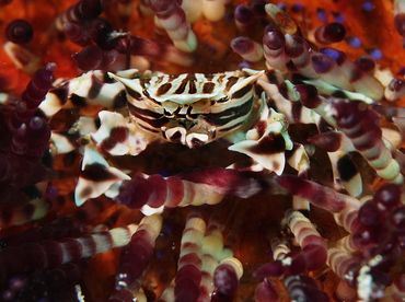 Zebra Urchin Crab - Zebrida adamsii - Anilao, Philippines