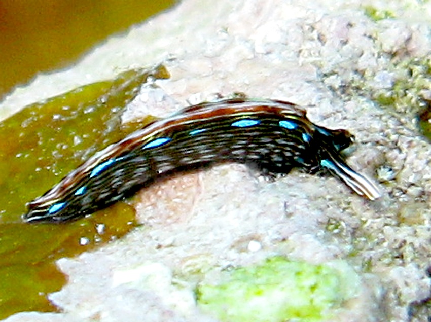 Slender Sapsucking Slug - Thuridilla bayeri