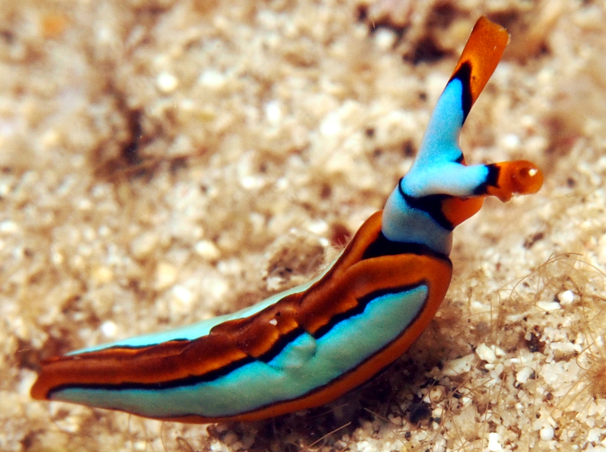 Orange-Edged Sapsucking Slug - Thuridilla lineolata - Lembeh Strait, Indonesia