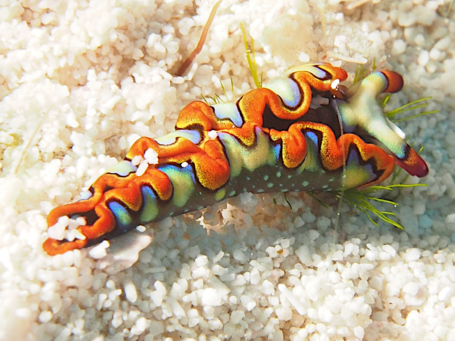 Painted Elysia - Thuridilla picta