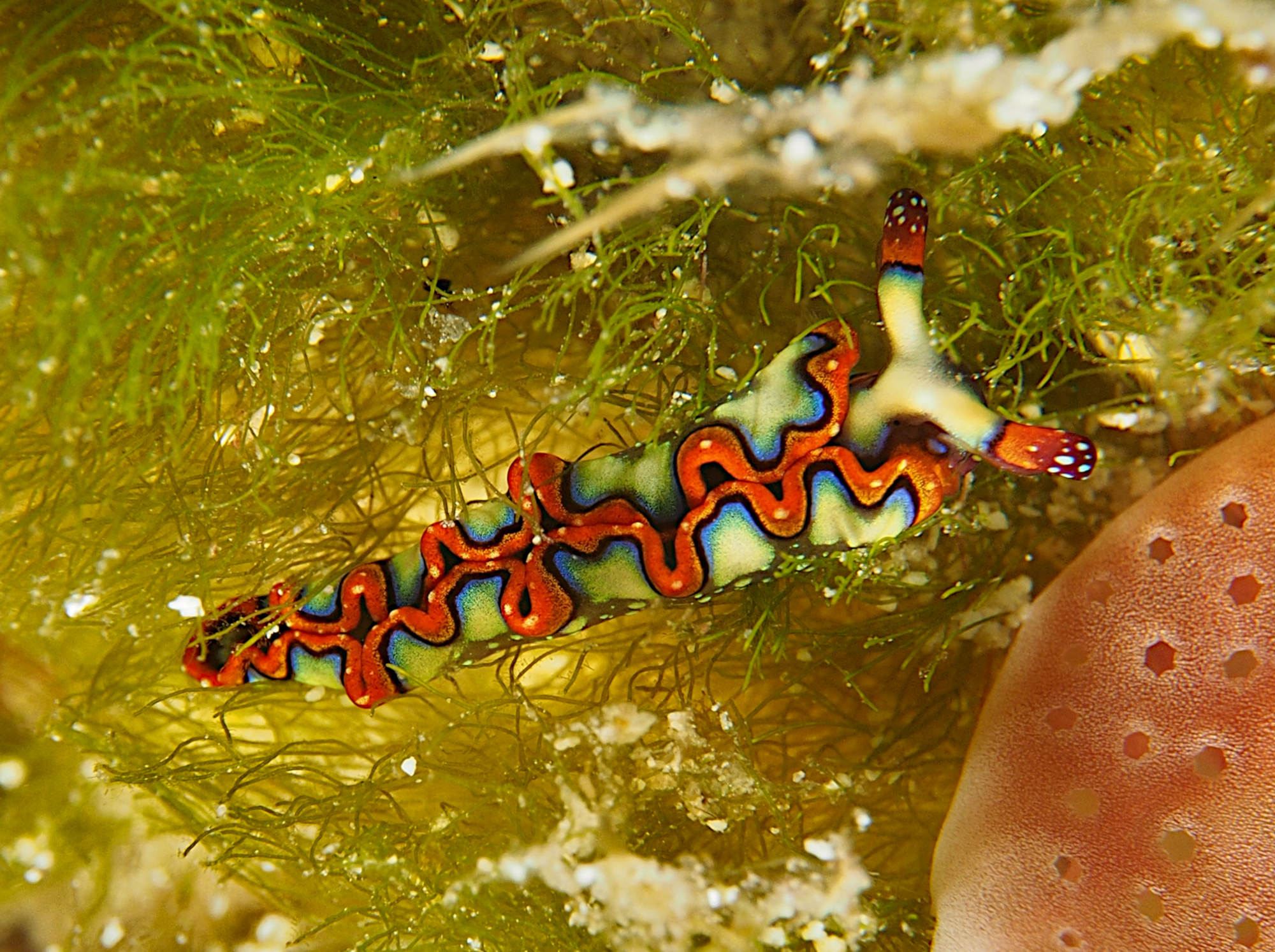 Painted Elysia - Thuridilla picta
