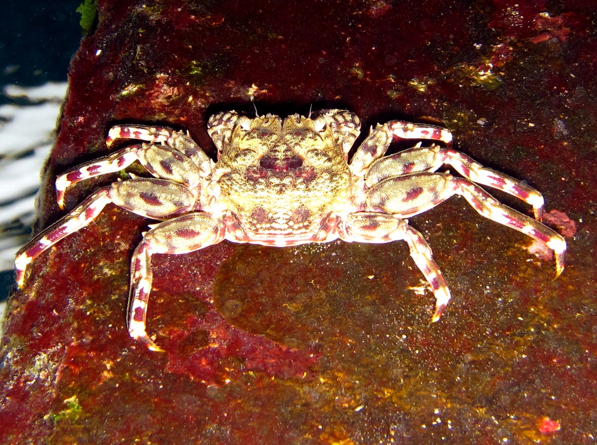 Tidal Spray Crab - Plagusia depressa