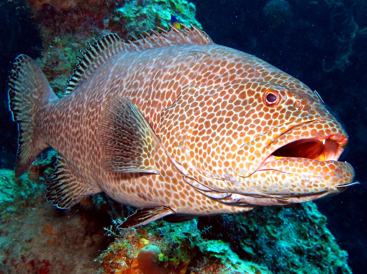 Tiger Grouper - Mycteroperca tigris