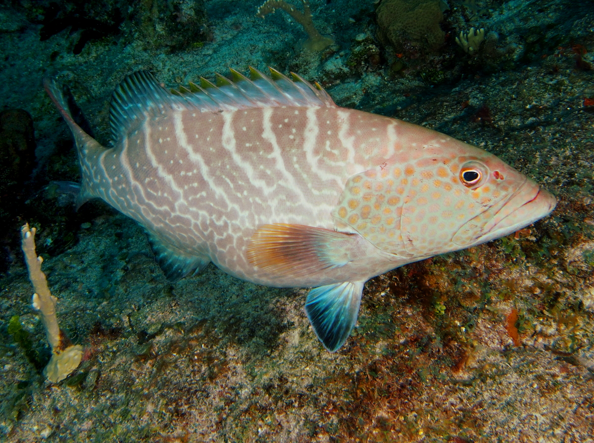 Tiger Grouper - Mycteroperca tigris