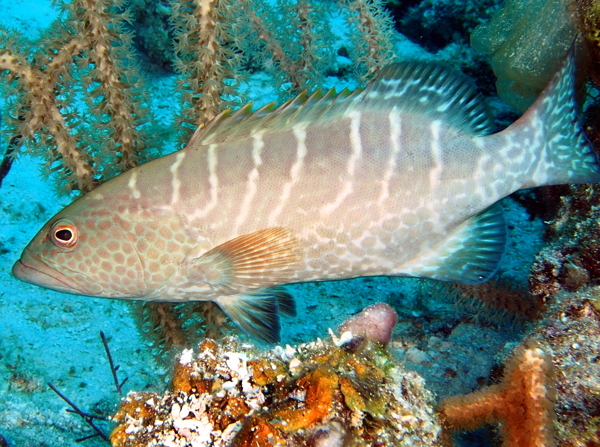 Tiger Grouper - Mycteroperca tigris