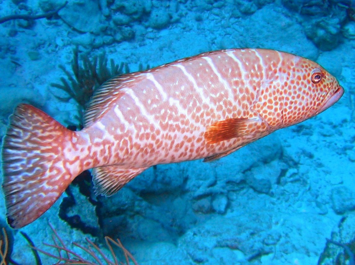 Tiger Grouper - Mycteroperca tigris