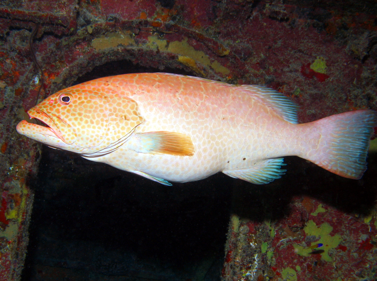 Tiger Grouper - Mycteroperca tigris