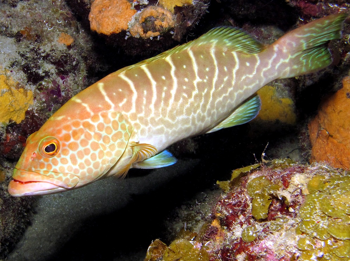 Tiger Grouper - Mycteroperca tigris