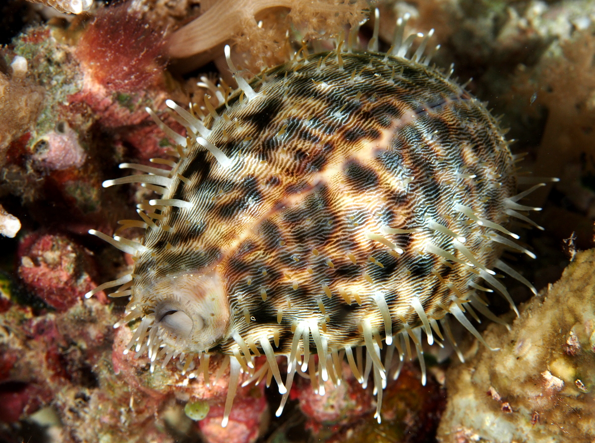 Tiger Cowry - Cypraea tigris