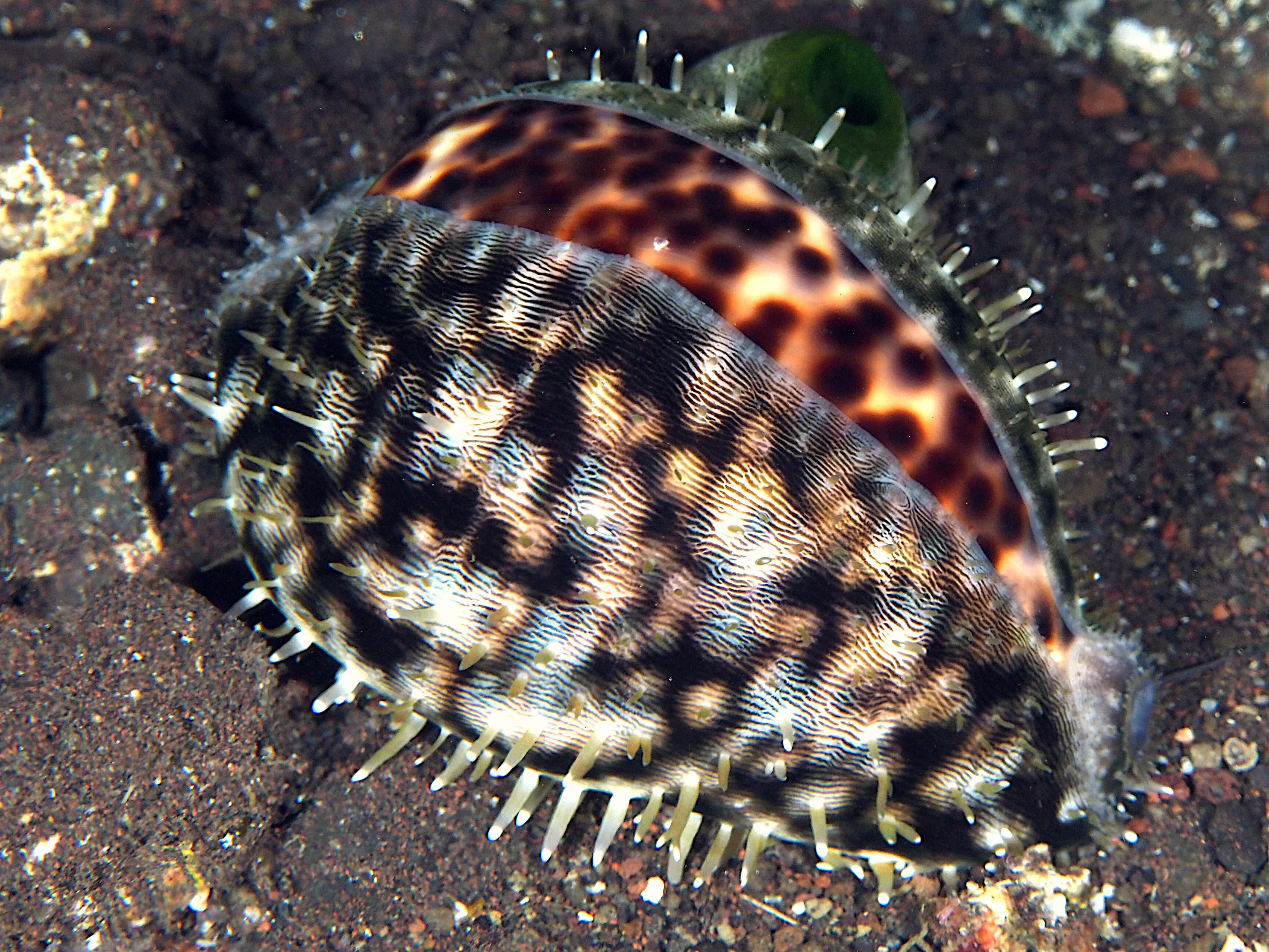 Tiger Cowrie - Cypraea tigris