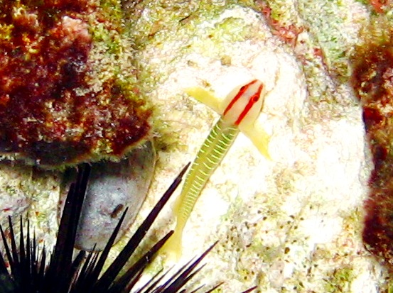 Cayman Greenbanded Goby - Tigrigobius harveyi