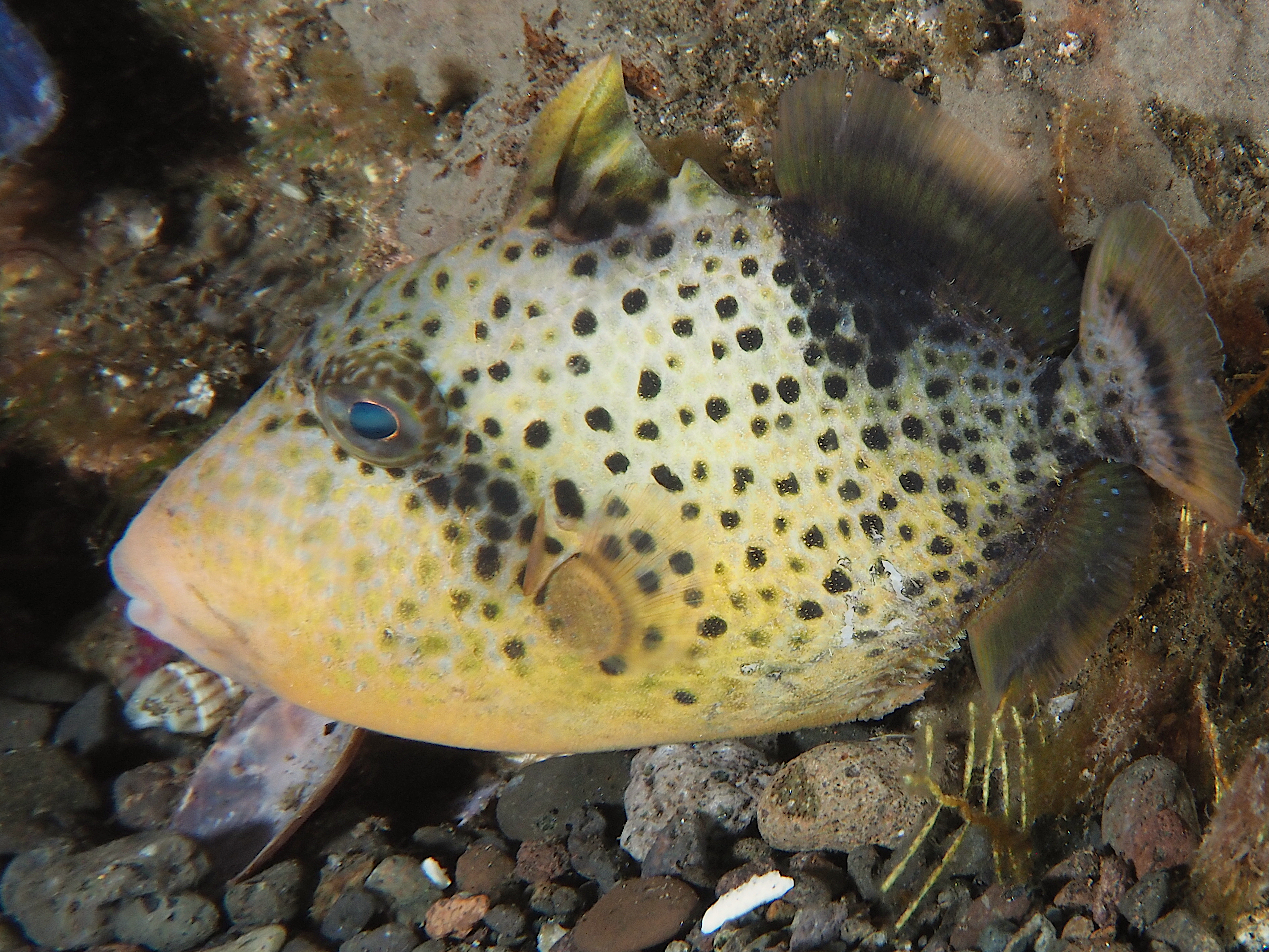 Titan Triggerfish - Balistoides viridescens