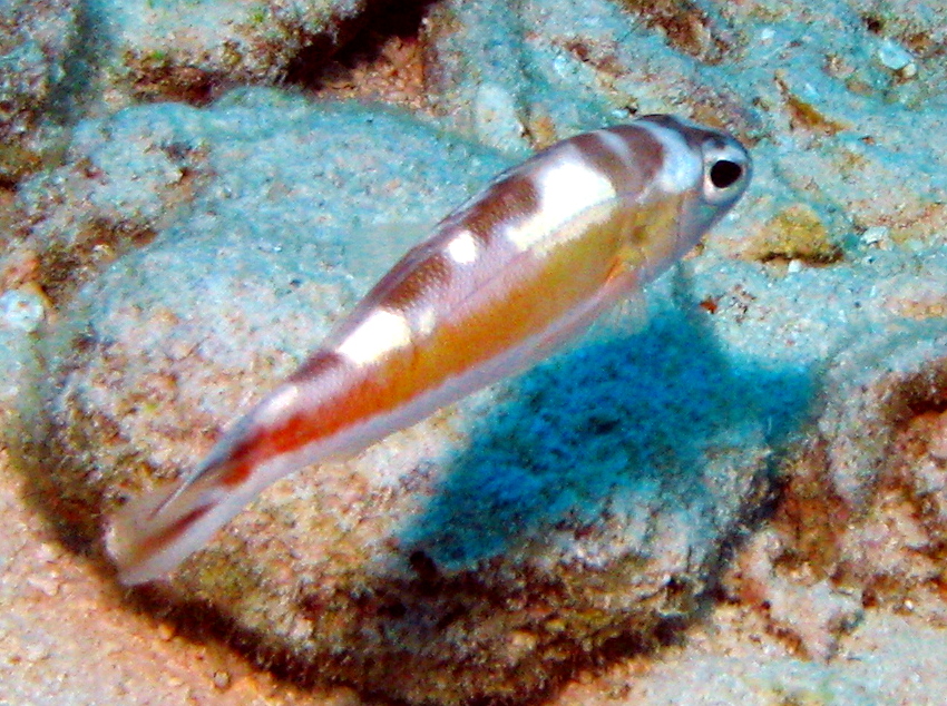 Tobaccofish - Serranus tabacarius