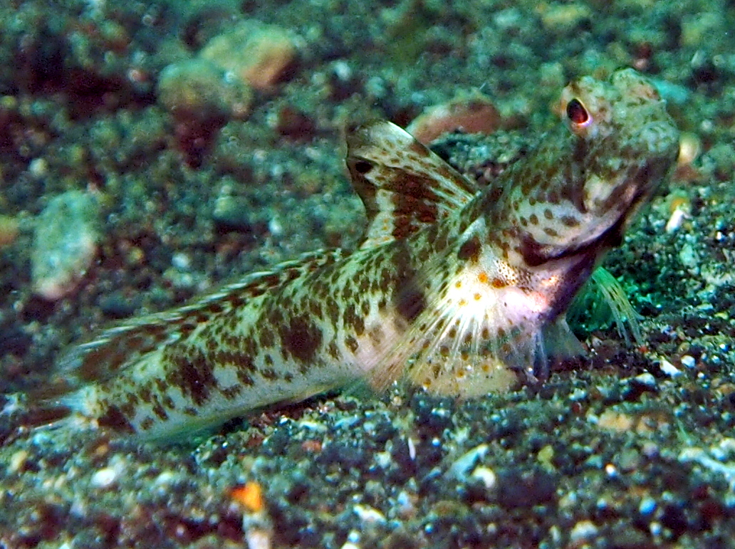 Monster Shrimpgoby - Tomiyamichthys oni - Lembeh Strait, Indonesia