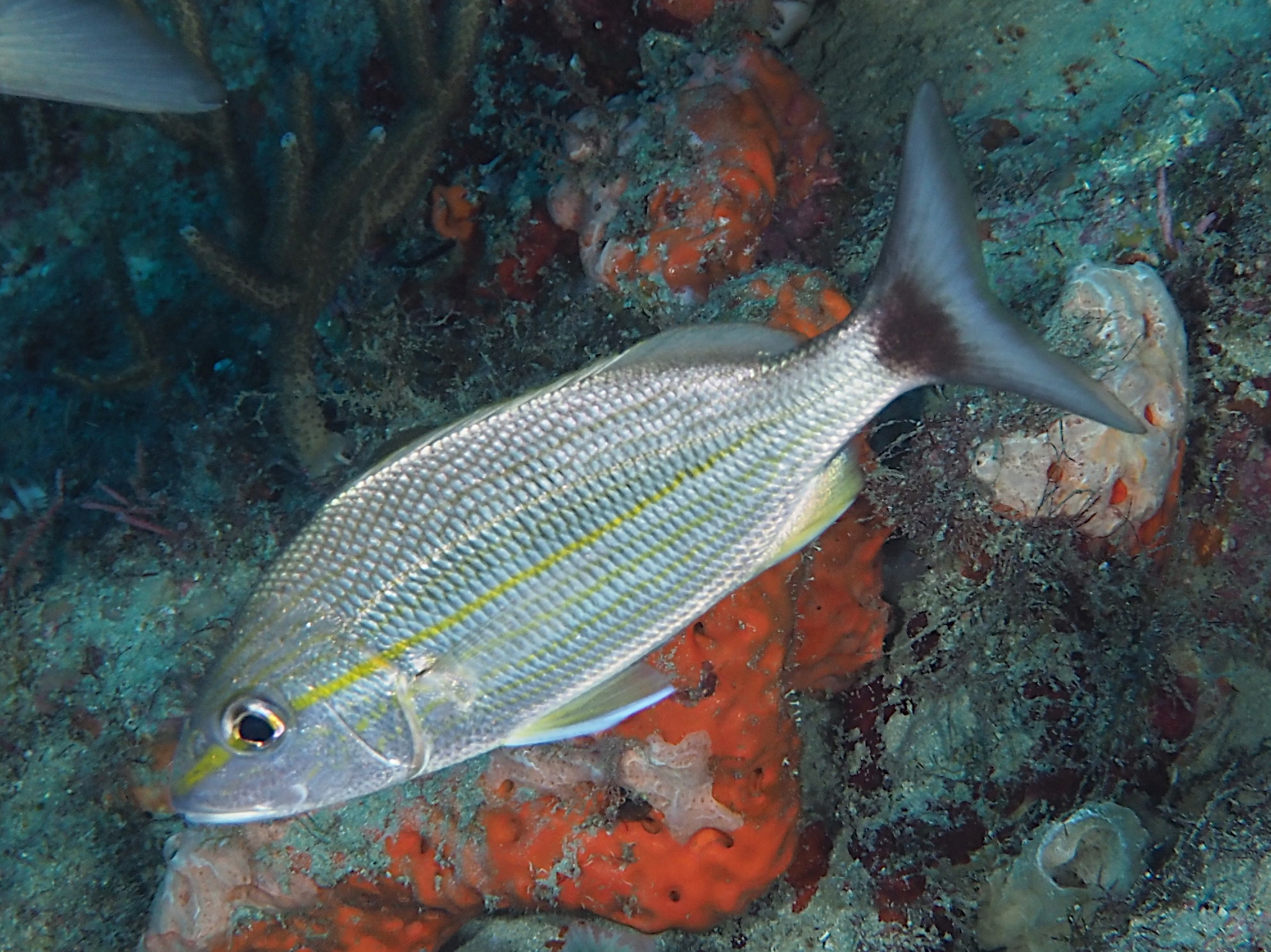 Tomtate - Haemulon aurolineatum