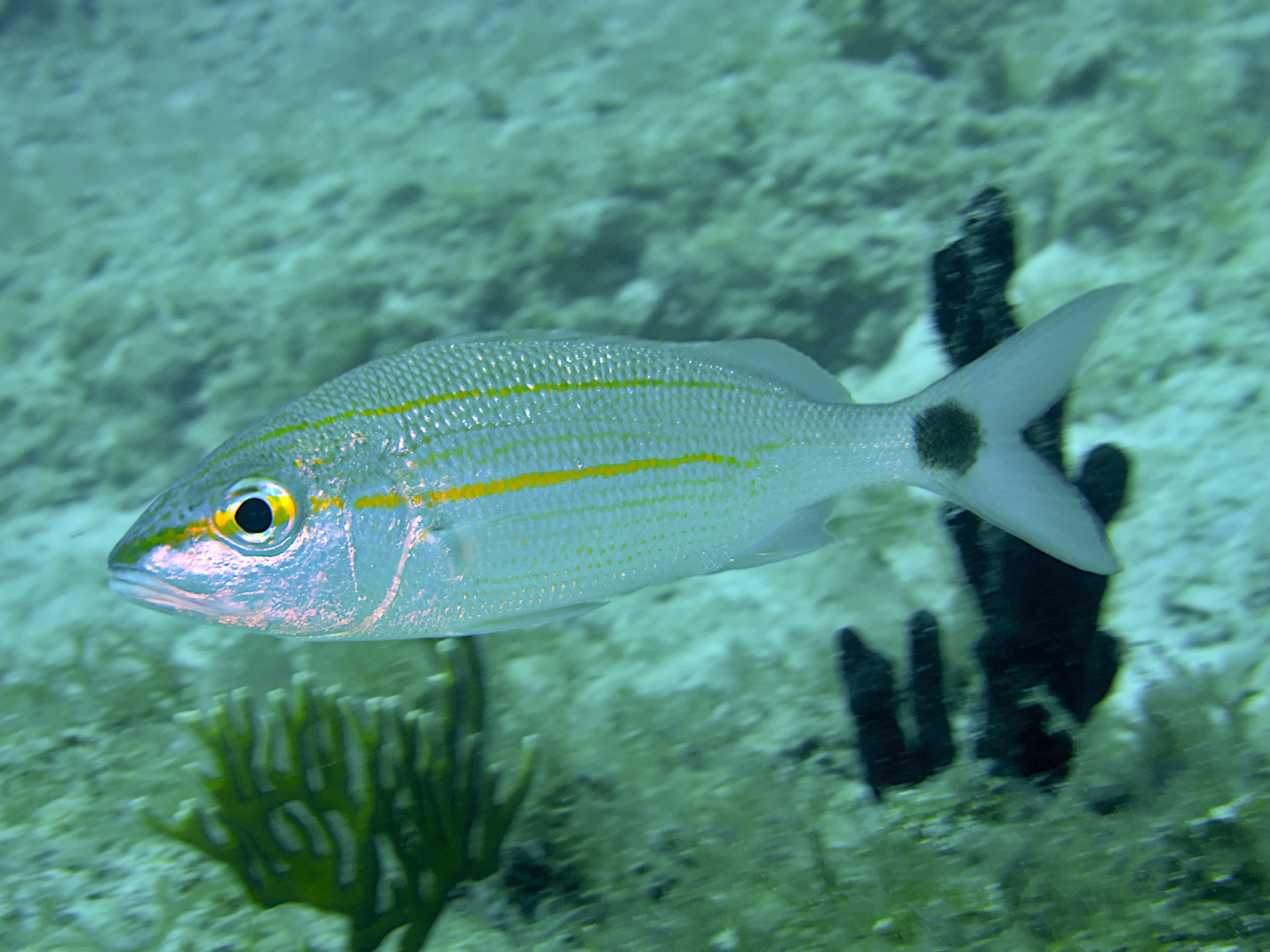 Tomtate - Haemulon aurolineatum