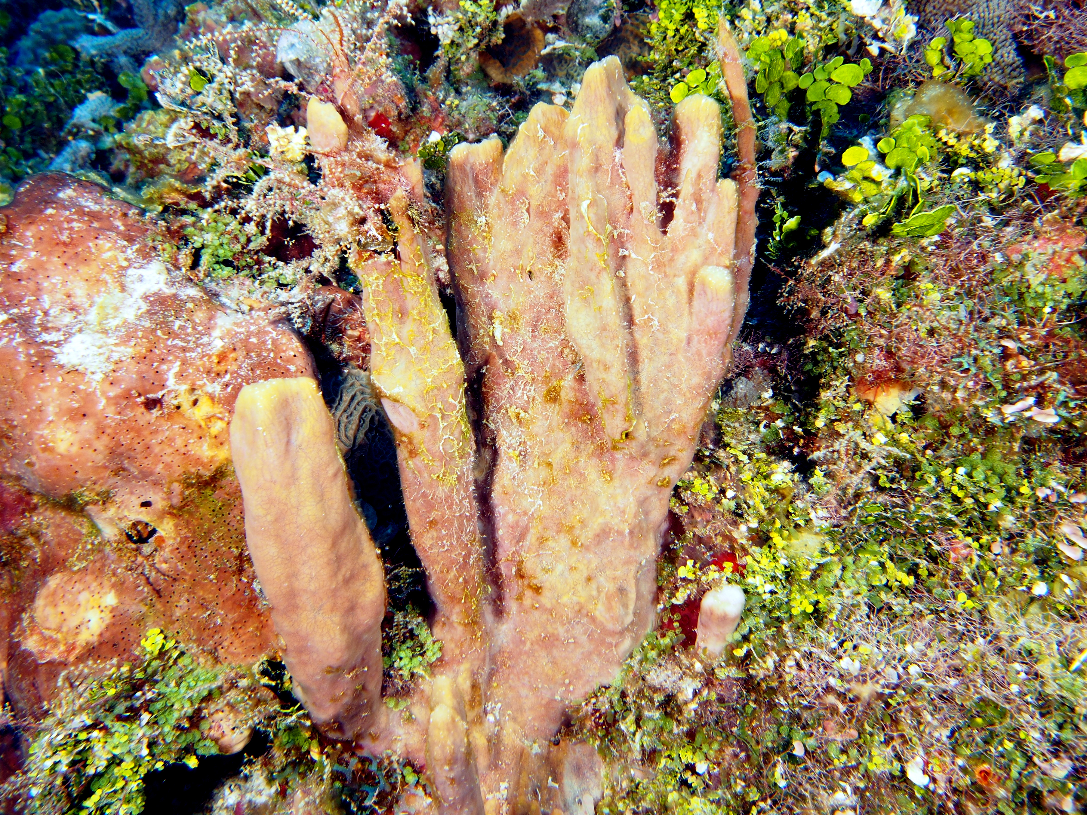 Circular Column Sponge - Topsentia ophiraphidites