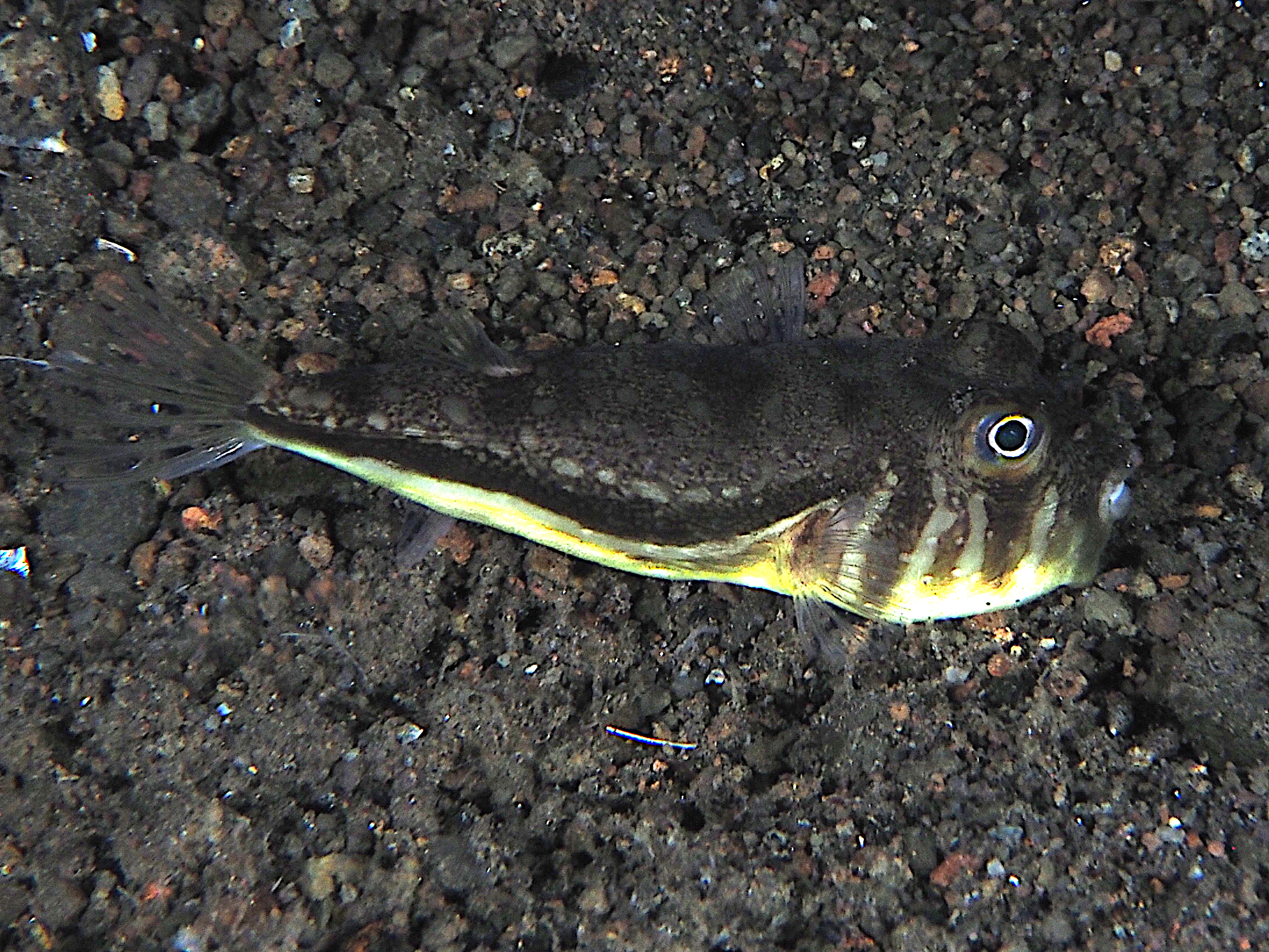 Northern Toadfish - Torquigener hypselogeneion