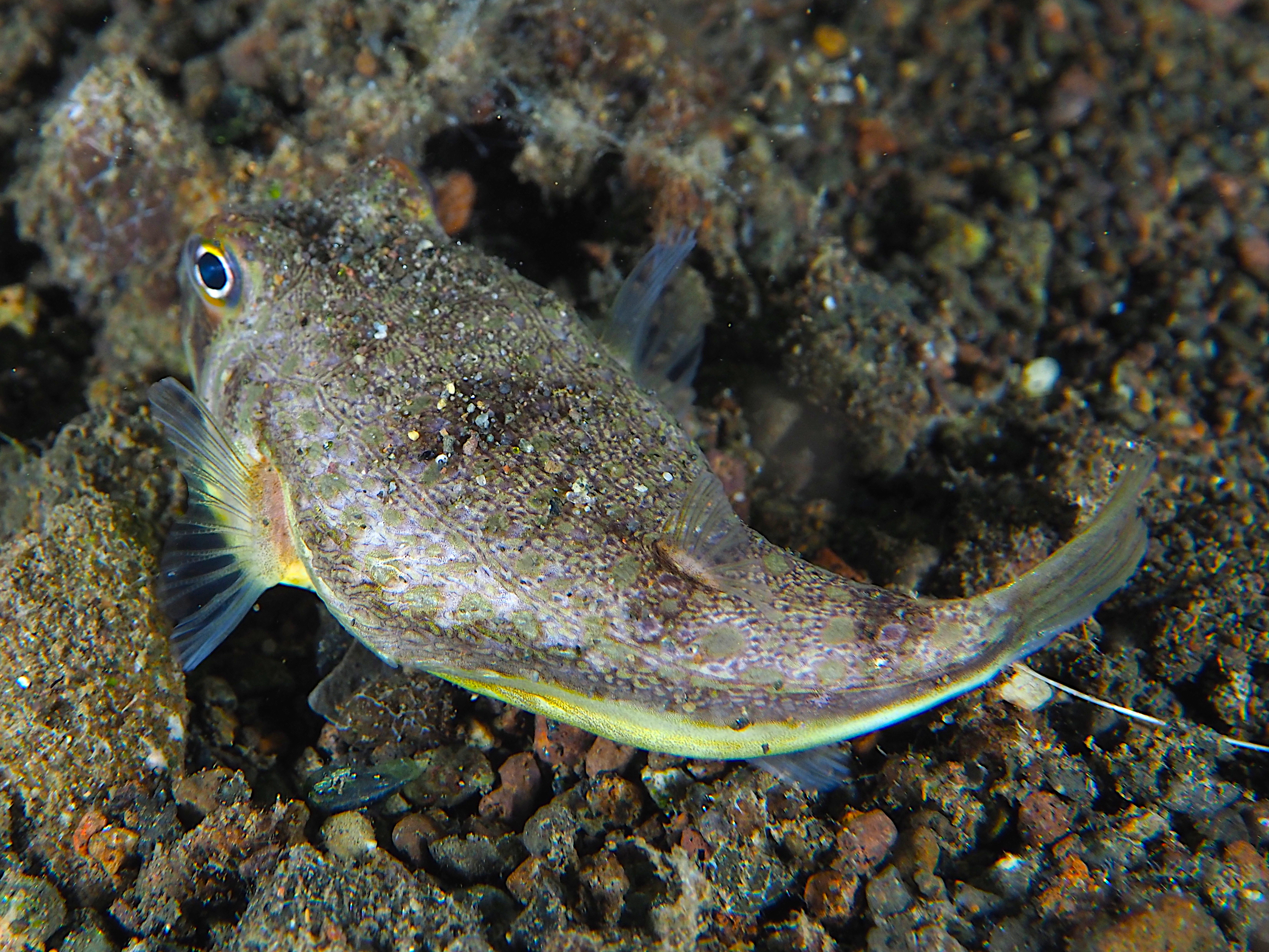 Northern Toadfish - Torquigener hypselogeneion