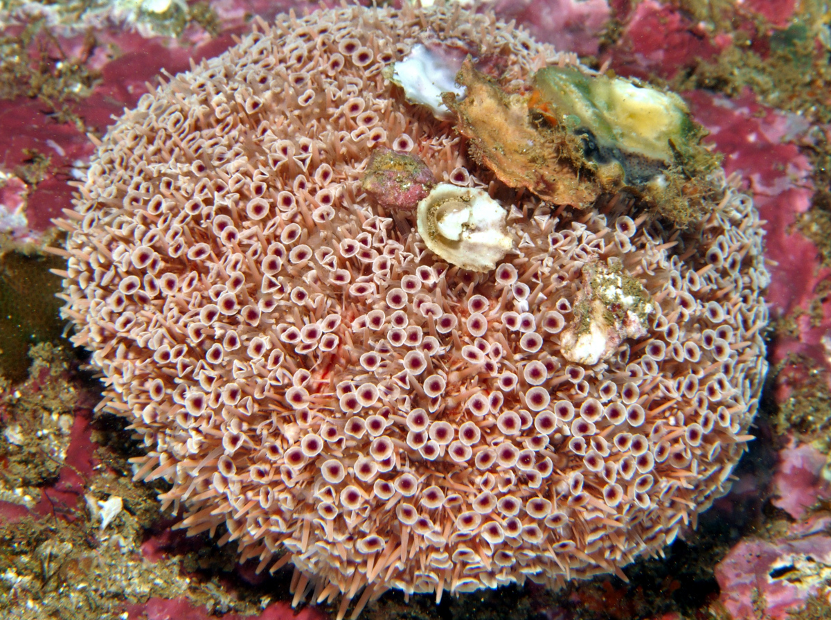 Rose Flower Urchin - Toxopneustes roseus - Cabo San Lucas, Mexico