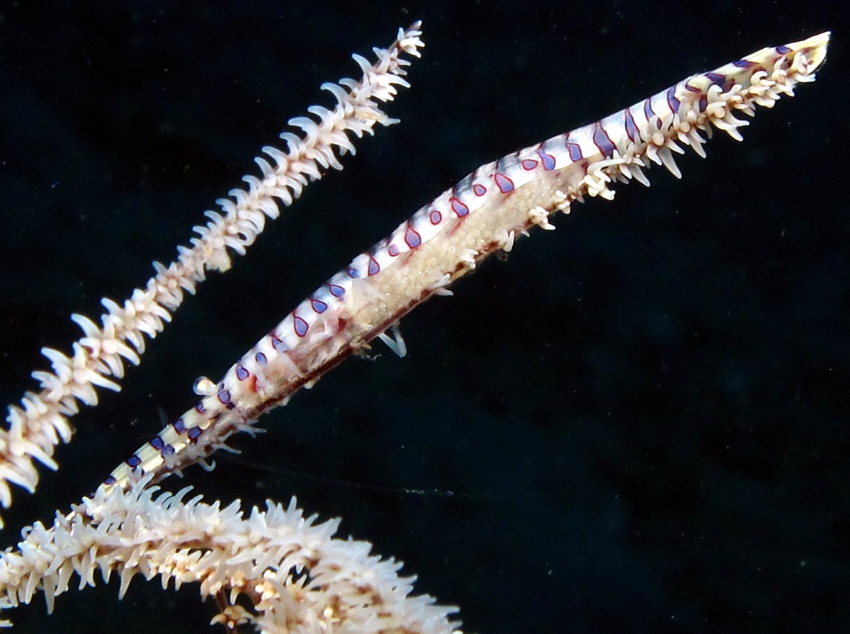 Saw-Blade Shrimp - Tozeuma armatum