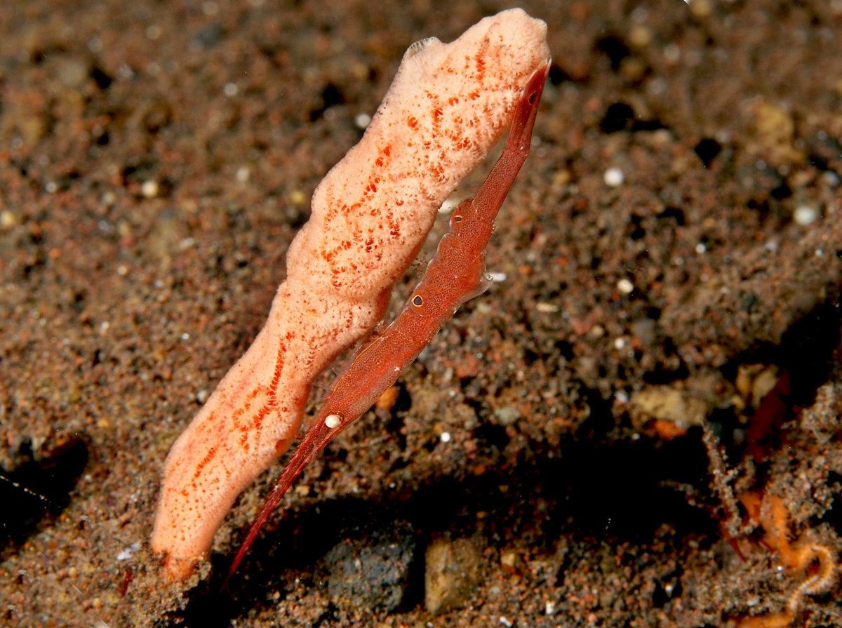 Ocellated Tozeuma Shrimp - Tozeuma lanceolatum