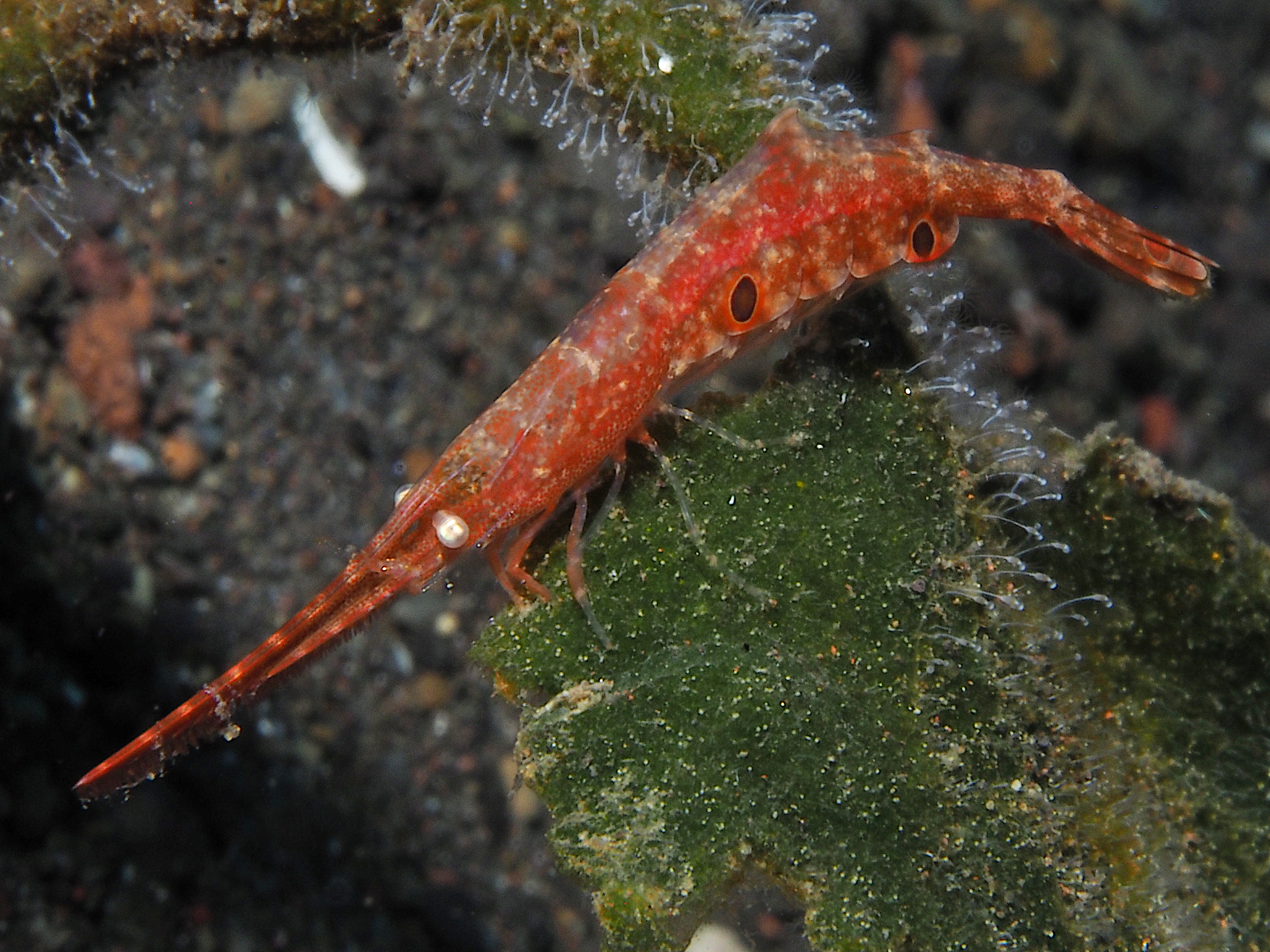 Ocellated Tozeuma Shrimp - Tozeuma lanceolatum