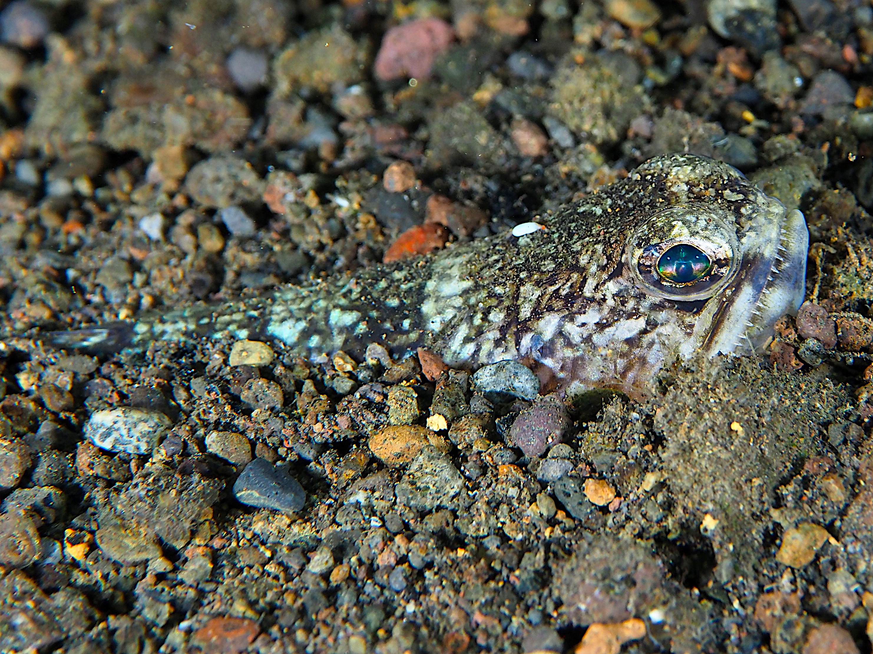 Bluntnose Lizardfish - Trachinocephalus trachinus
